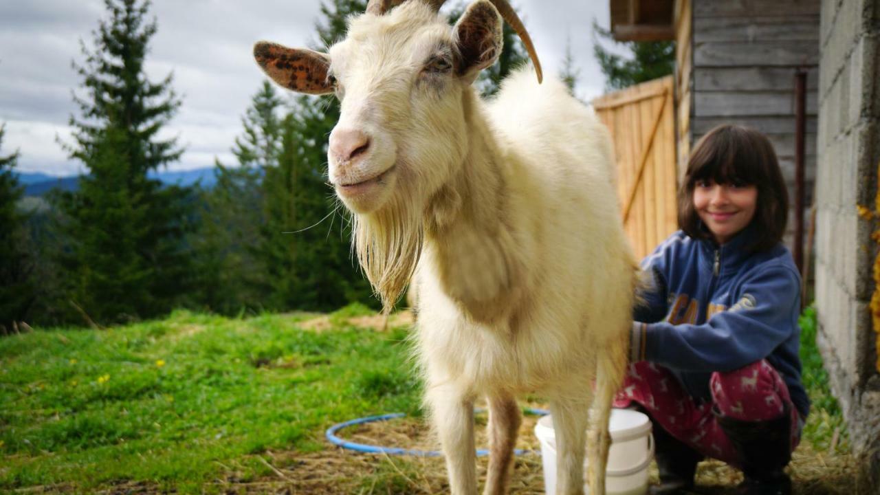 Eco Camp Drno Brdo Villa Kosanica Kültér fotó
